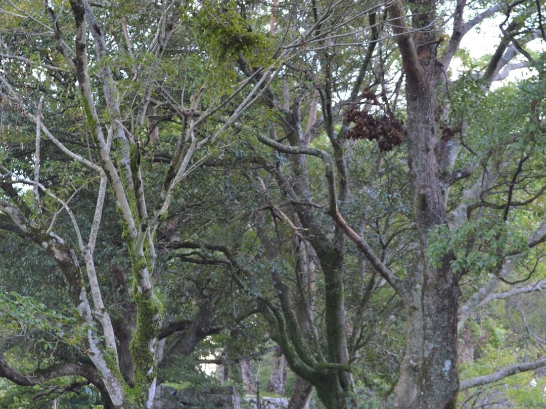 Mt. Shiroyama-佐伯市必去景点