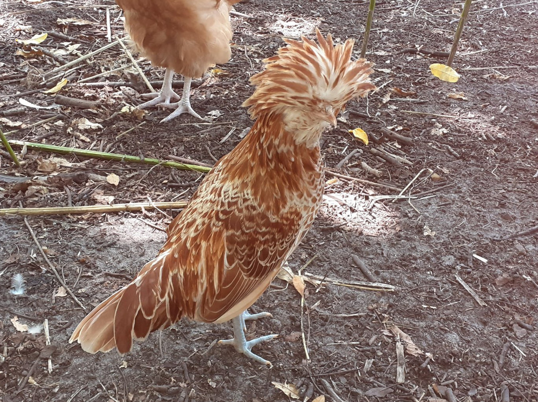 Conservatoire Avicole du Puyobrau-Magescq必去景点