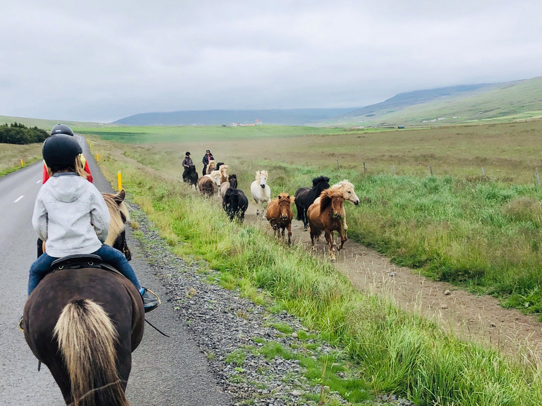 Lýtingsstadir Riding Tours-Varmahlid必去景点