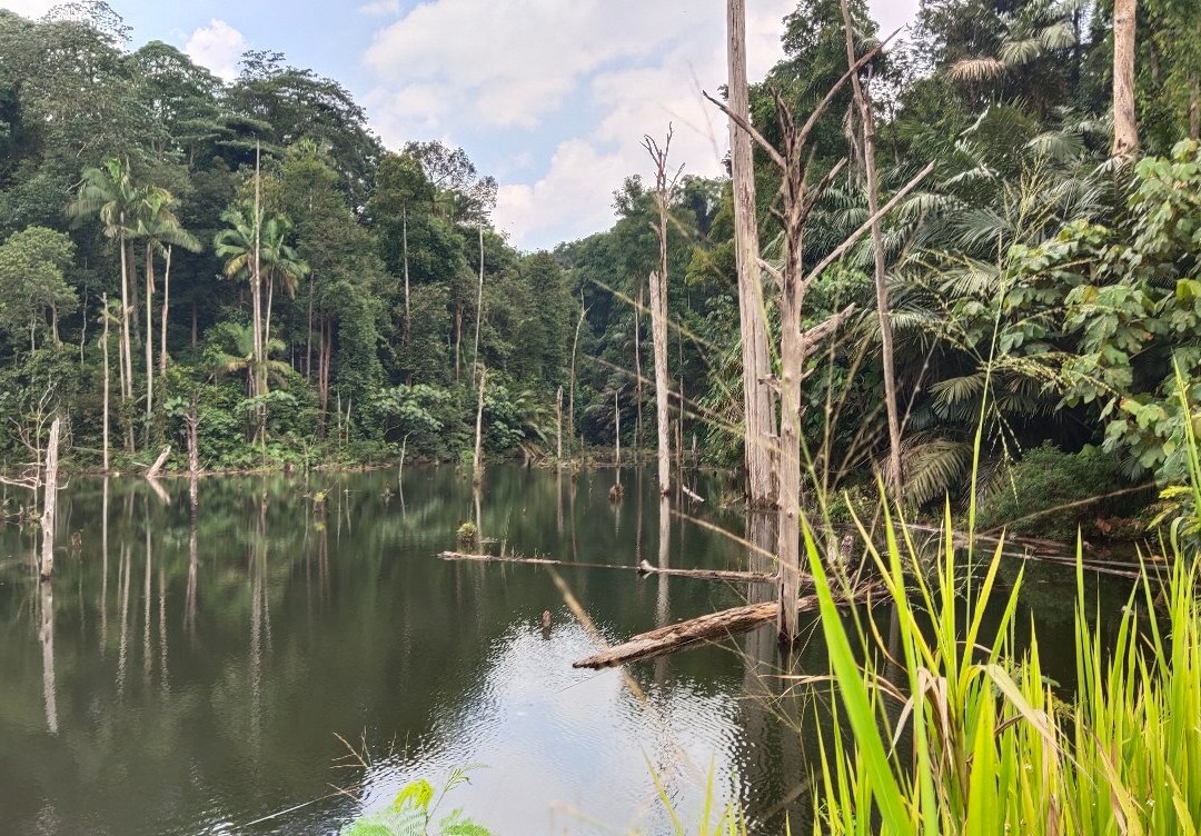 Shah Alam Community Forest景点图片