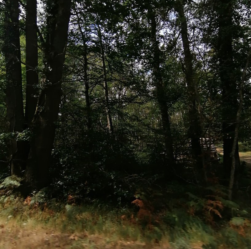 Forest of Tronçais景点图片