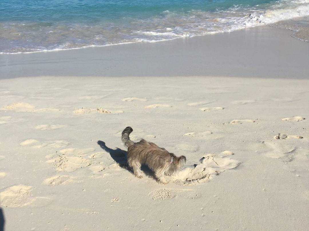 Seashell Suites Resort主图