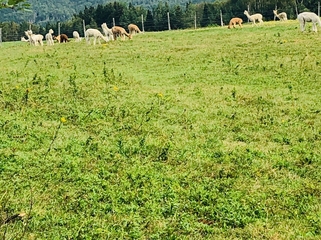 Alpacas Charlevoix景点图片