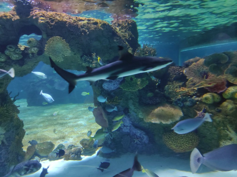 Israel Aquarium景点图片