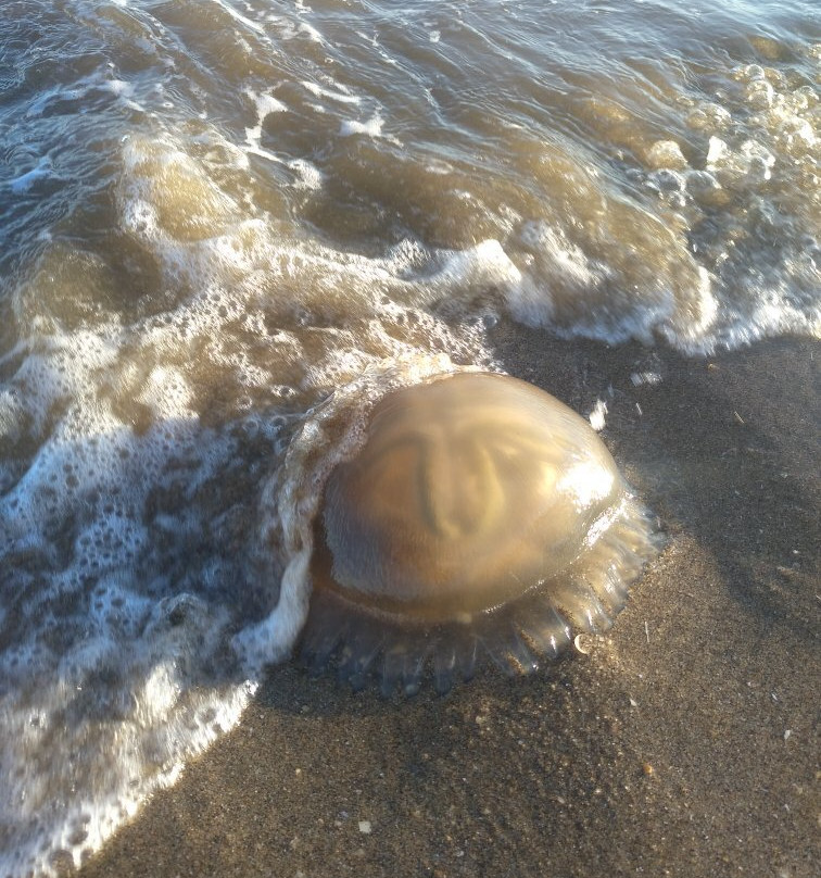 Playa Alta景点图片