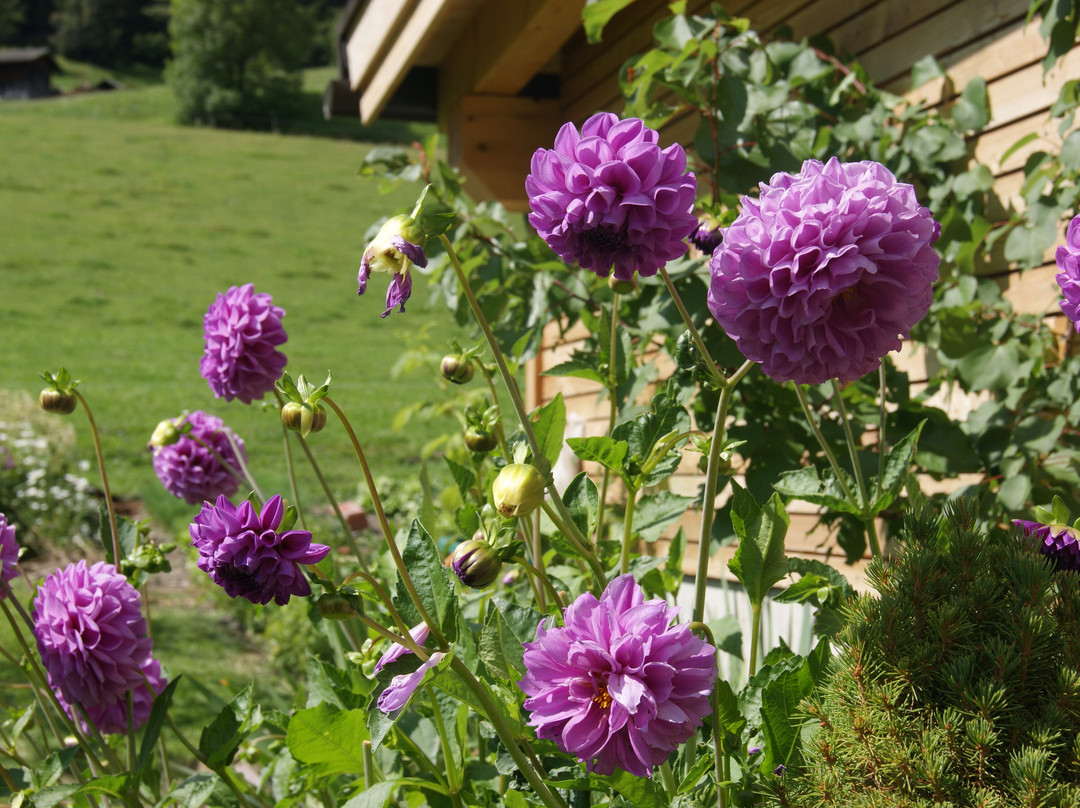 Pensione Graushof主图