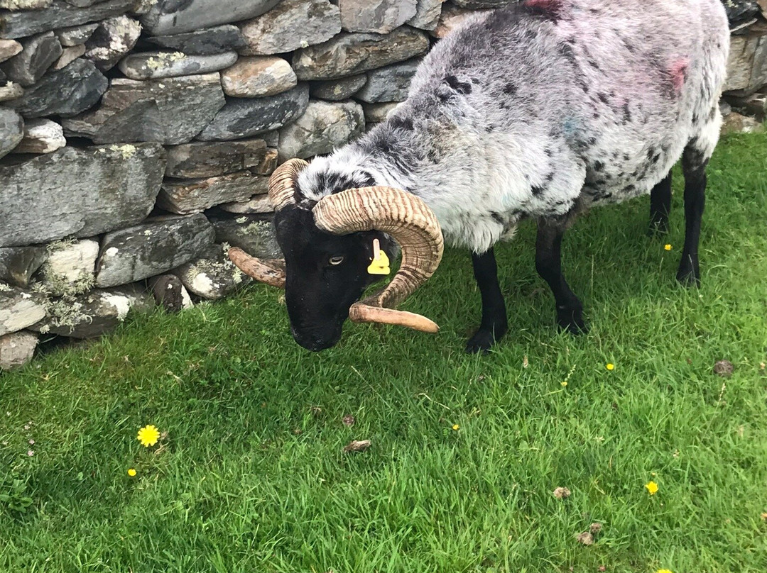 Inishbofin景点图片
