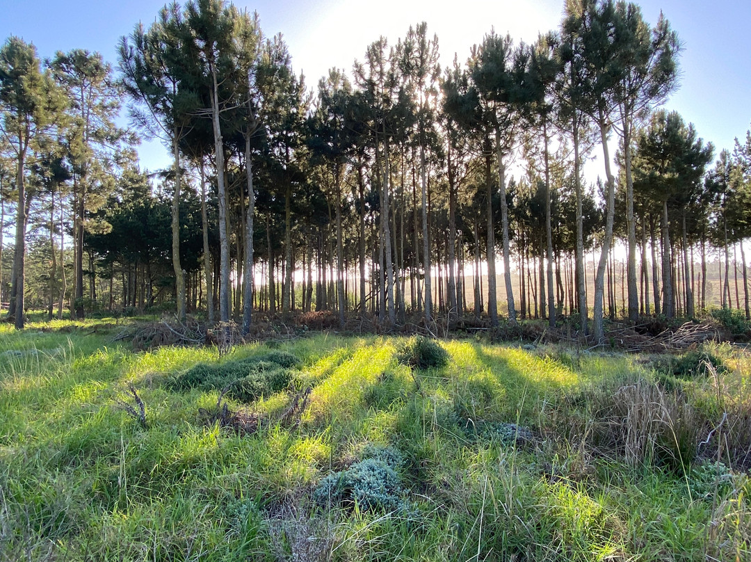 Cairnbrogie-普利登堡湾必去景点