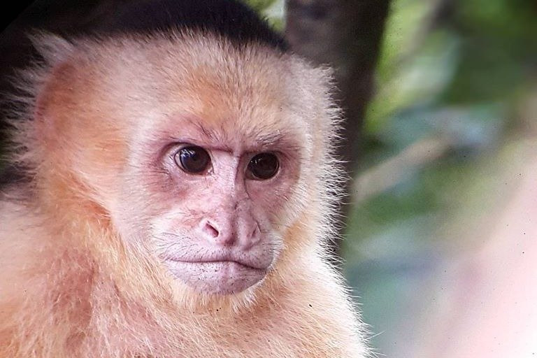 Official Guide Costa Rica-哥斯达黎加安东尼奥国家公园必去景点