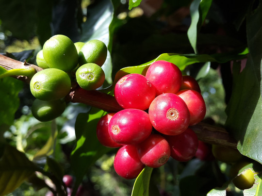 Café San Luis-蒙特沃德必去景点