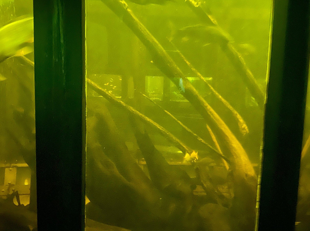 Aquarium of Freshwater Fish-第聂伯罗必去景点