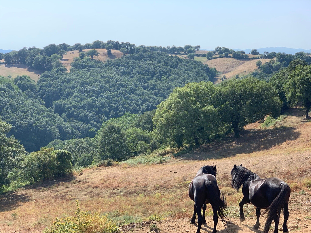 Agriturismo La Poderina E Gli Olmi主图
