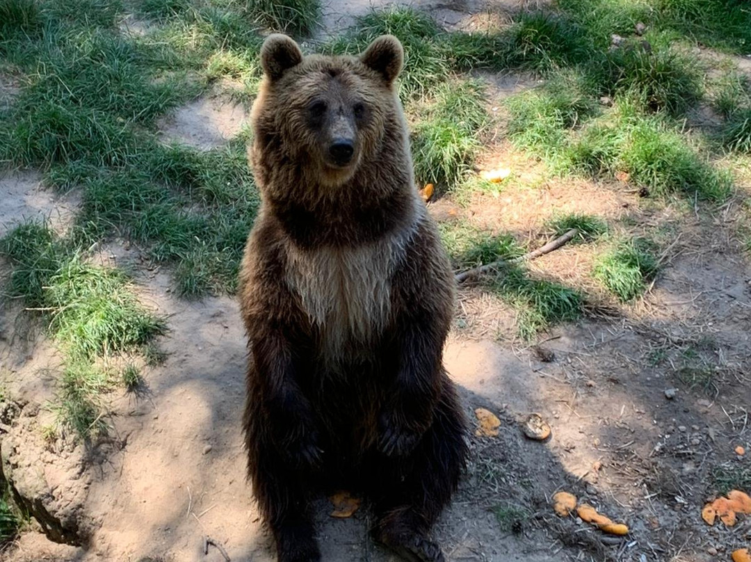 Wildpark Gangelt景点图片