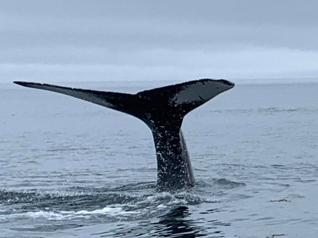 Freeport Whale & Seabird Tours景点图片