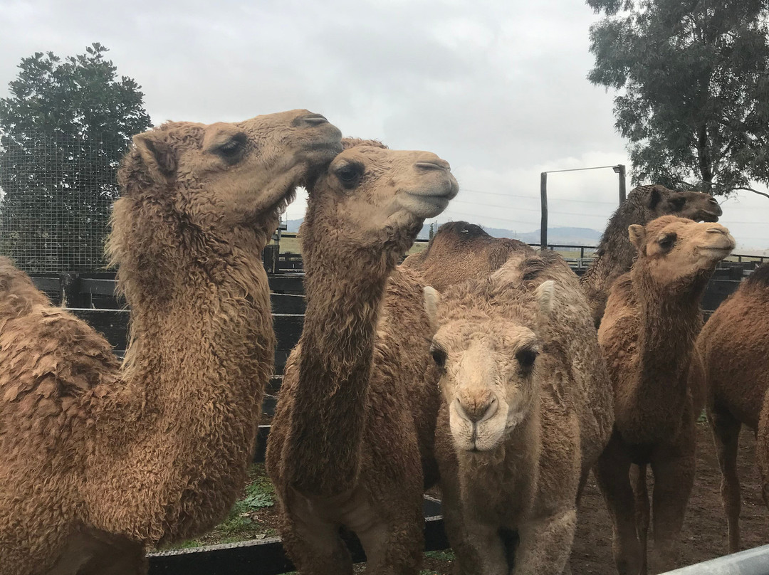 Camel Milk NSW-Muswellbrook必去景点