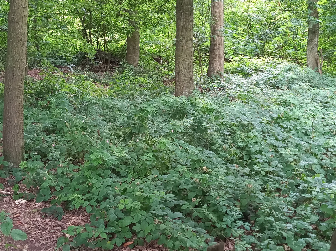 Bramcote Hills Park-Bramcote必去景点