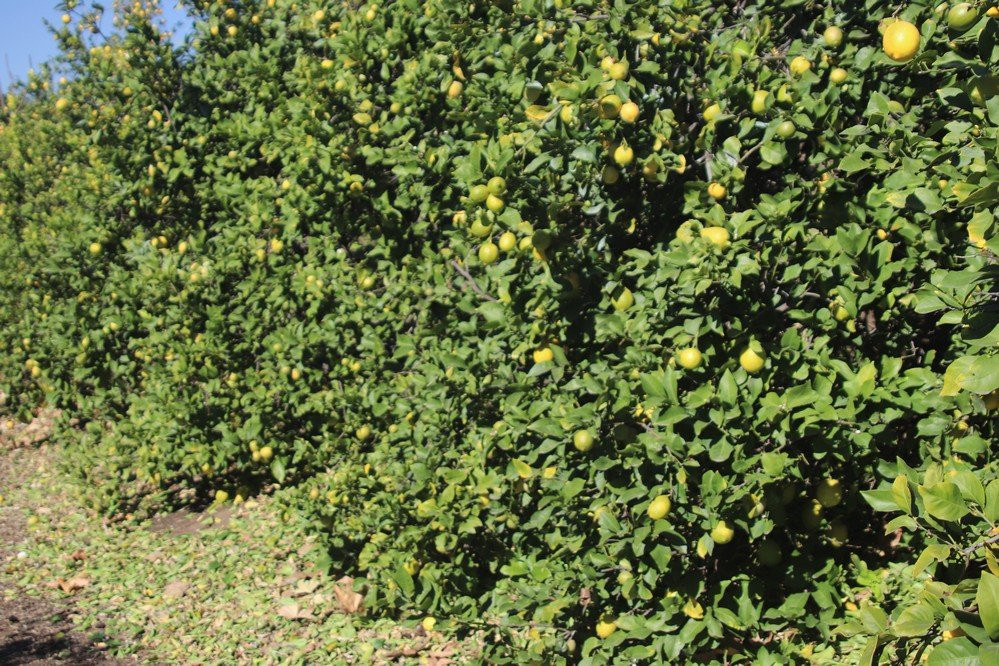 Citrus Ranch Park-Tustin必去景点