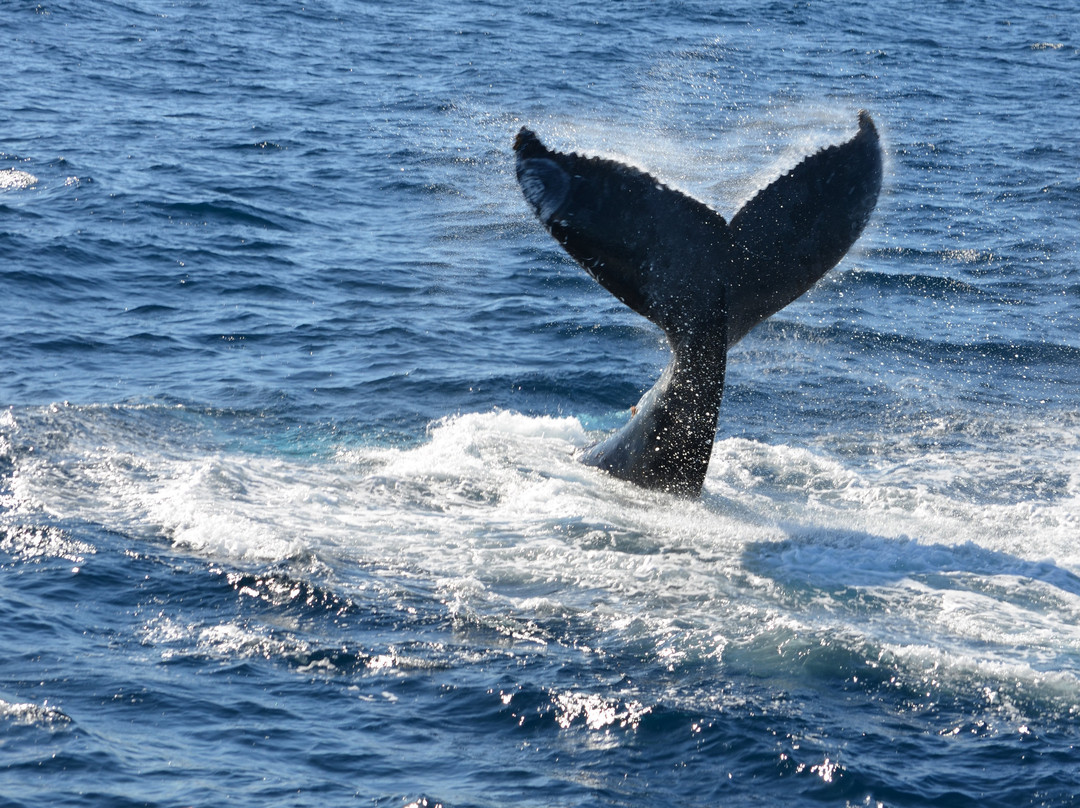 Coolangatta Whale Watch-堤维德岬必去景点