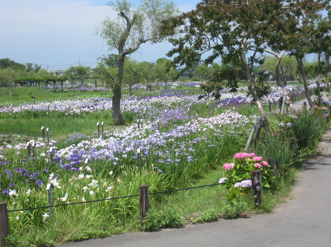 Suigo Sawara Ayame Park景点图片