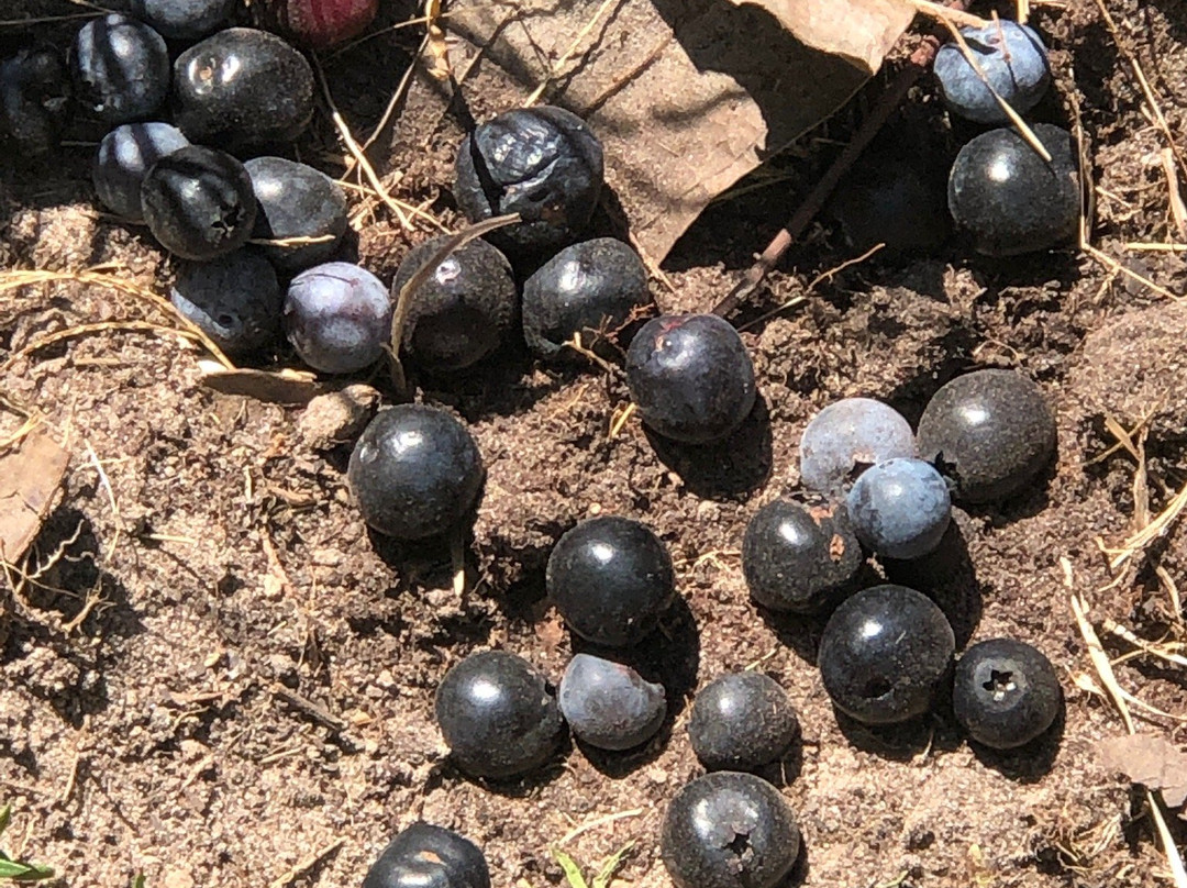 Moorhead's Blueberry Farm-Conroe必去景点