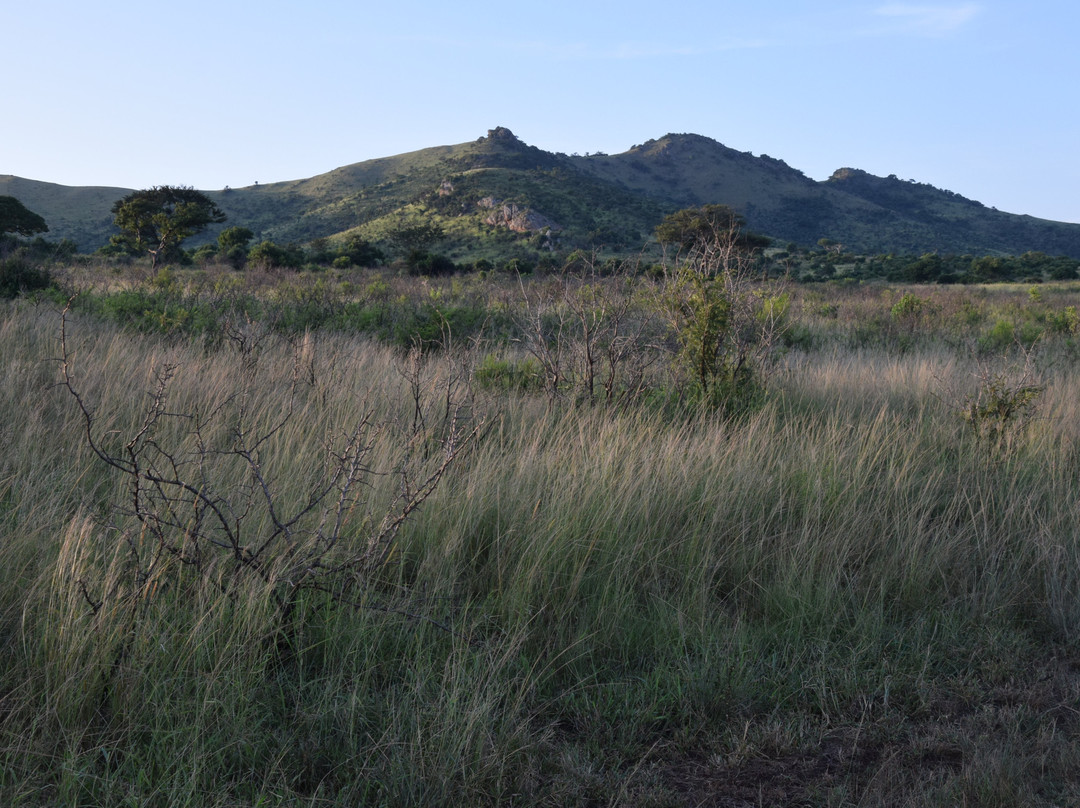 iMfolozi Game Reserve-Mtubatuba必去景点