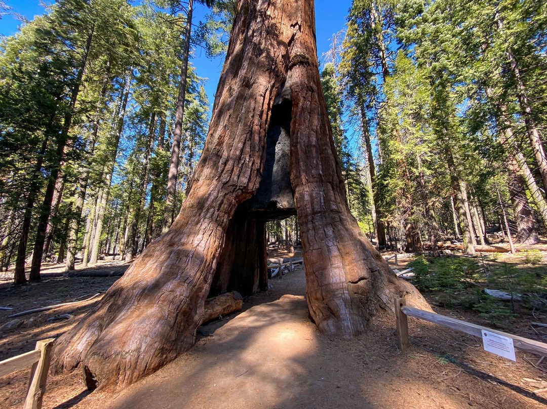 California Tunnel Tree-优胜美地国家公园必去景点