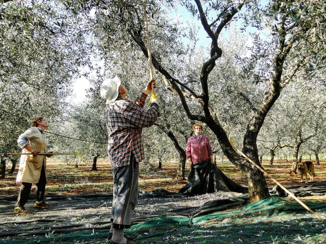 Villarossa Extra Virgin Olive Oil景点图片