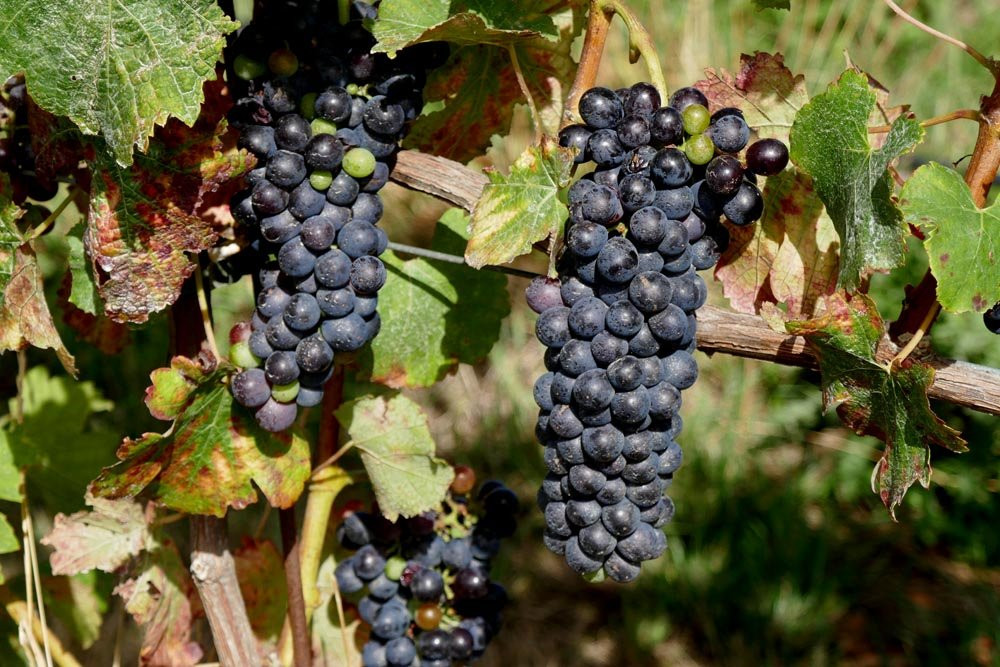 FROMM Winery景点图片