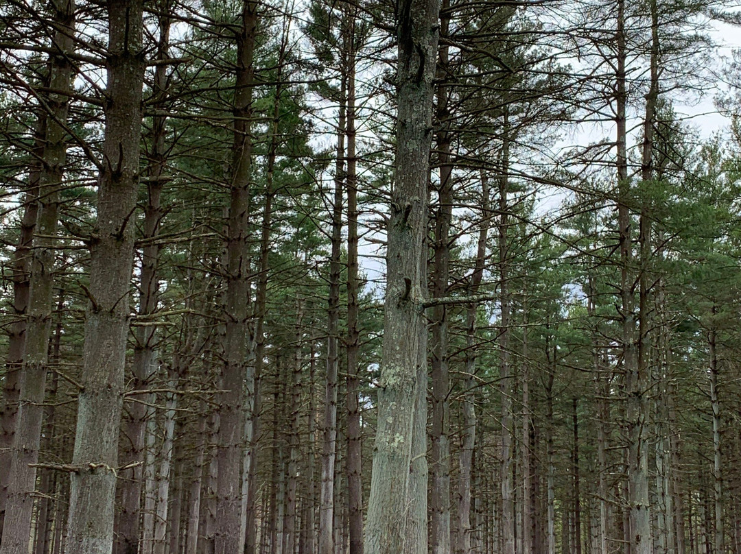 Blackbird State Forest-Smyrna必去景点
