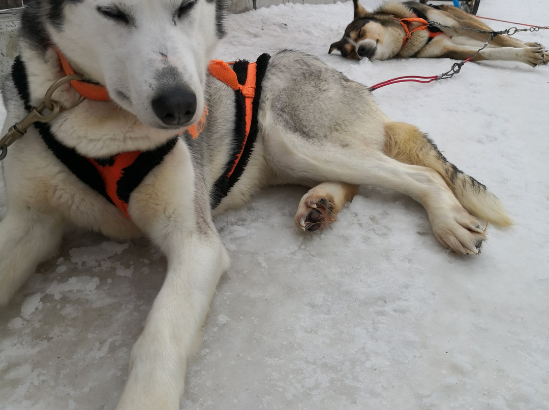 Centro Italiano Sleddog Husky Village景点图片