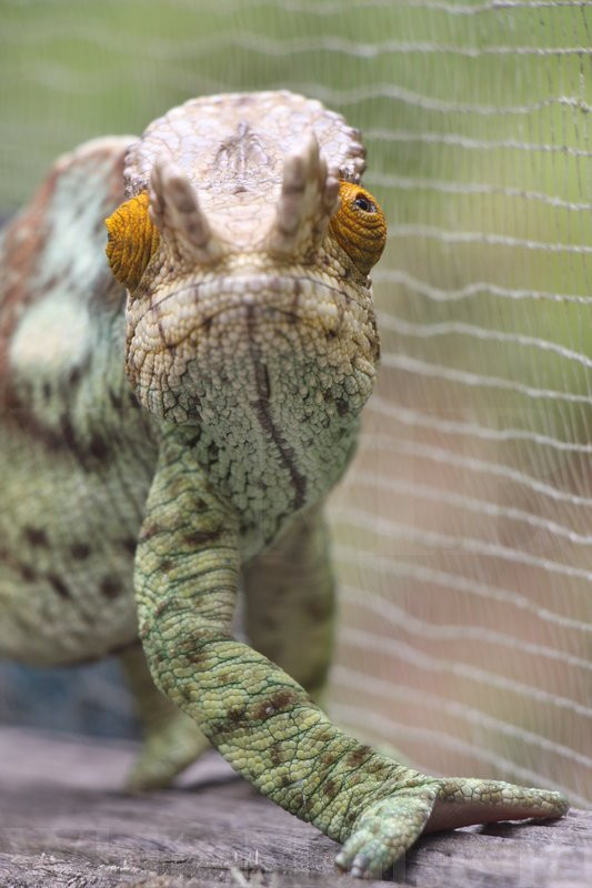 Reserve Peyrieras Madagascar Exotic景点图片