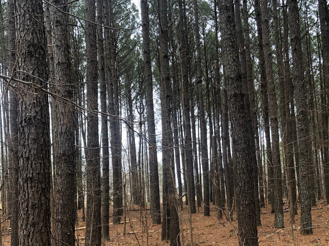 Eno River State Park景点图片