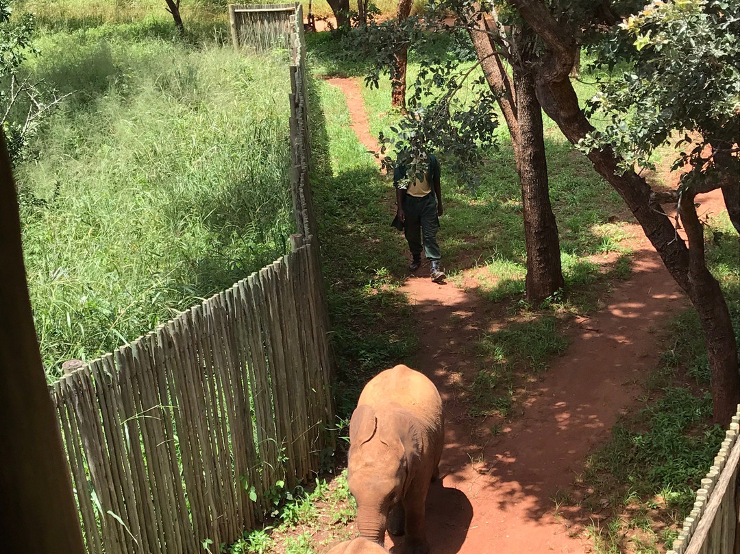 Lilayi Elephant Nursery-卢萨卡必去景点