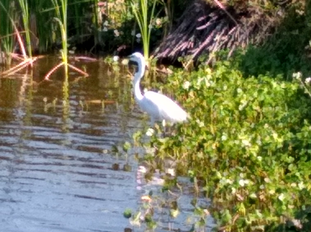 The Venice Area Audubon Rookery-威尼斯必去景点