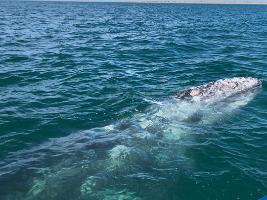 Red Travel México-拉巴斯必去景点