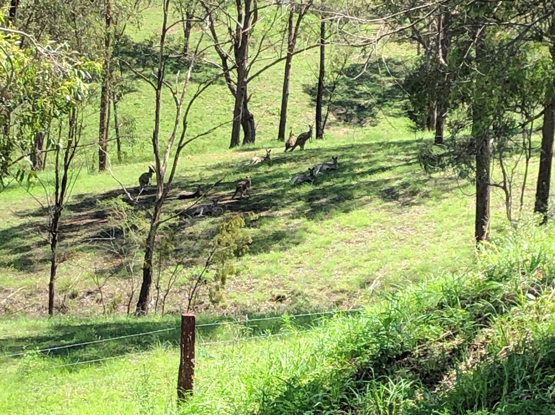 Wandin Estate - Cellar Door & Villas景点图片
