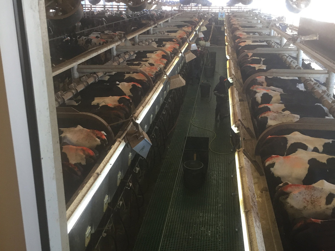 Shamrock Farms-Stanfield必去景点