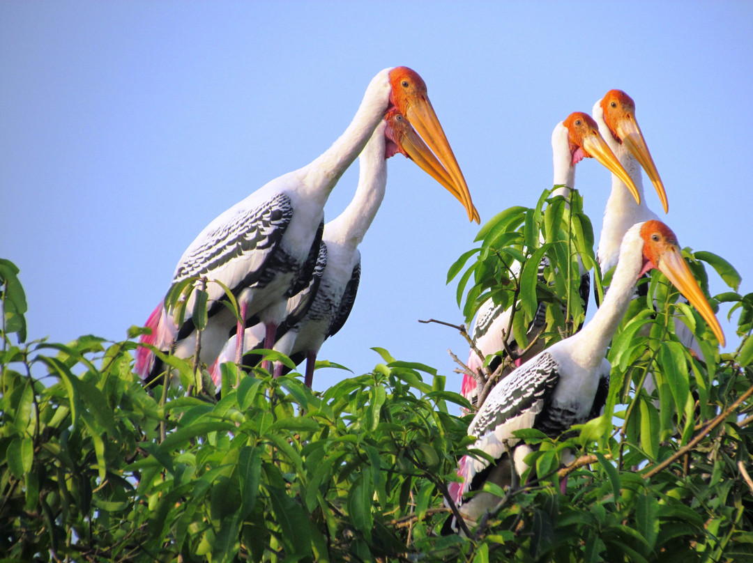 Koonthankulam Bird Sanctuary景点图片