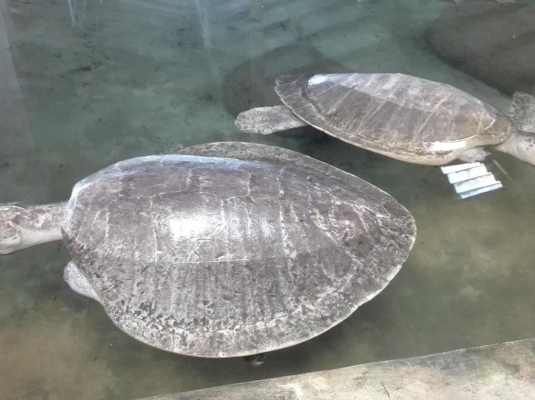 Sarisaralanka Holiday Tours-斯里贾亚瓦德纳普拉必去景点