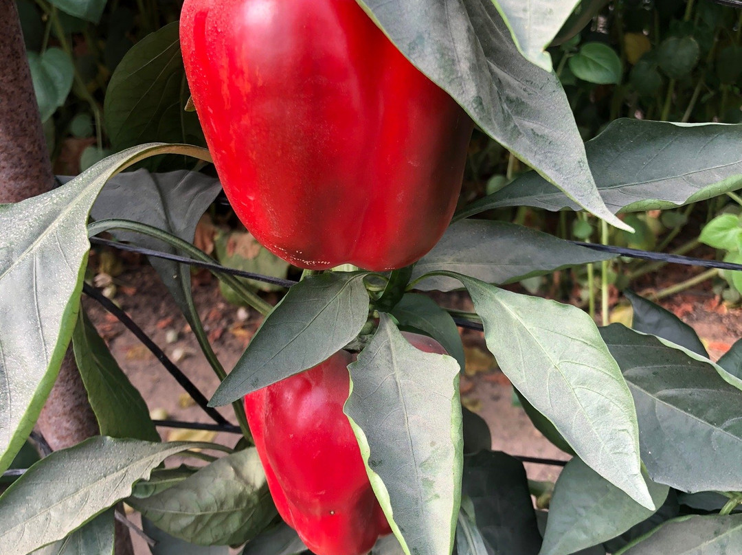 Vidor Center-Hazeva必去景点