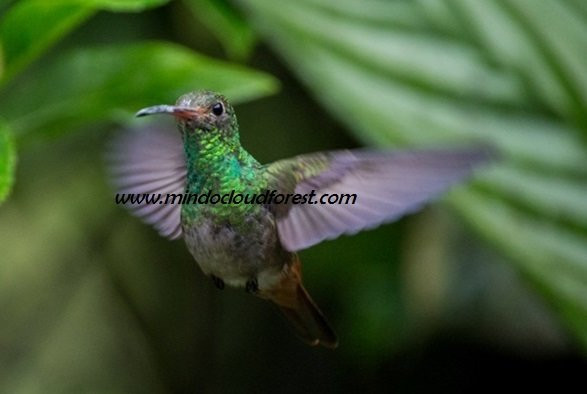 Hosteria Remanso Lodge主图