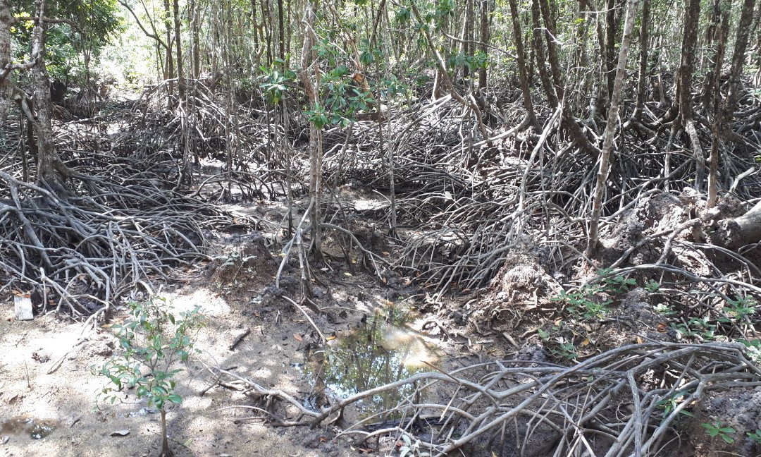Ngao Mangrove Forest Research Centre景点图片