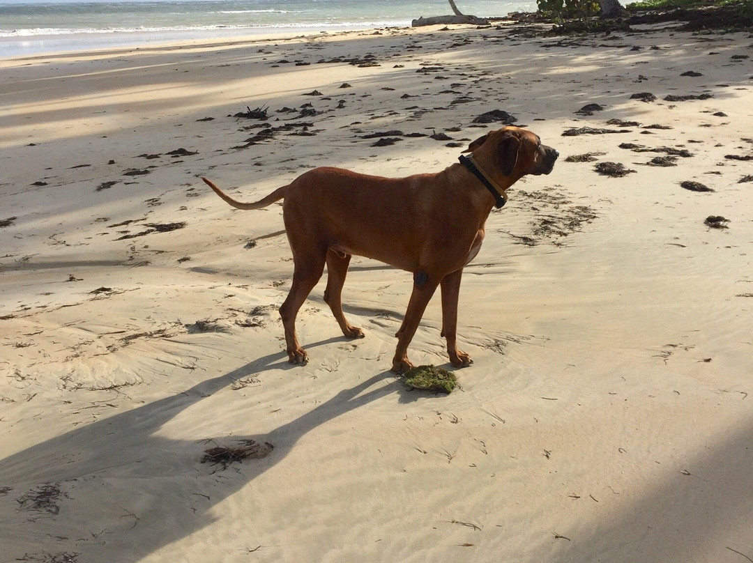 Playa Punta Popy-拉斯特拉纳斯必去景点