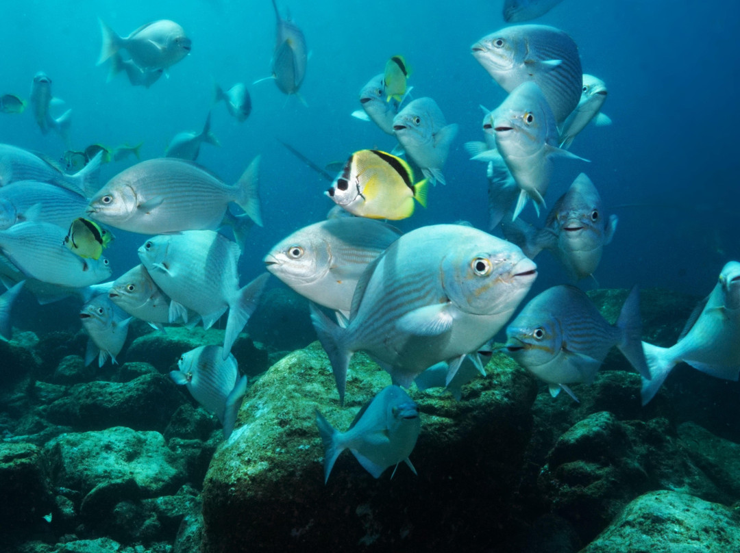 UP Dive-拉巴斯必去景点