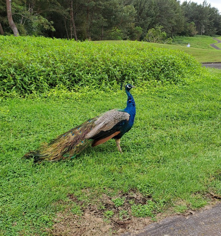 夏威夷马克磊乡村高尔夫俱乐部-凯鲁瓦-柯纳必去景点
