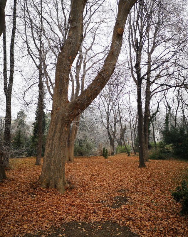 Jevremovac Botanical Garden景点图片