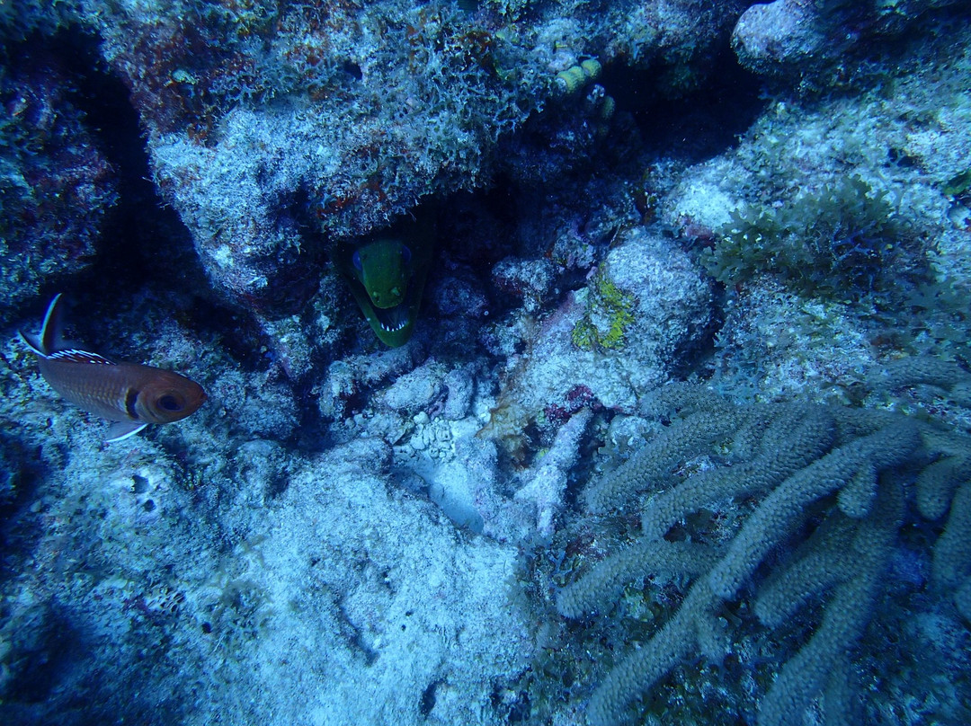 Mamora Bay Divers景点图片