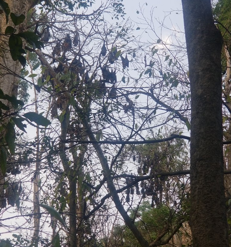 Wingham Brush Nature Reserve-温厄姆必去景点