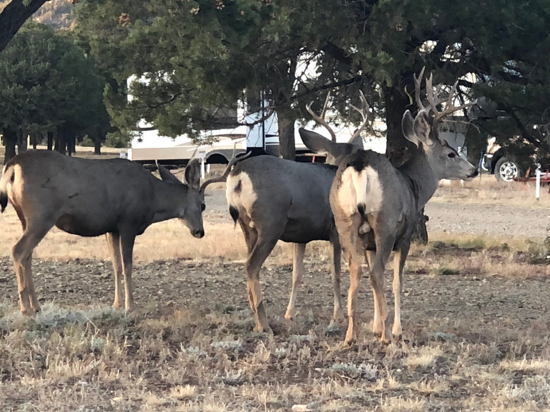 NRA Whittington Center-拉顿必去景点