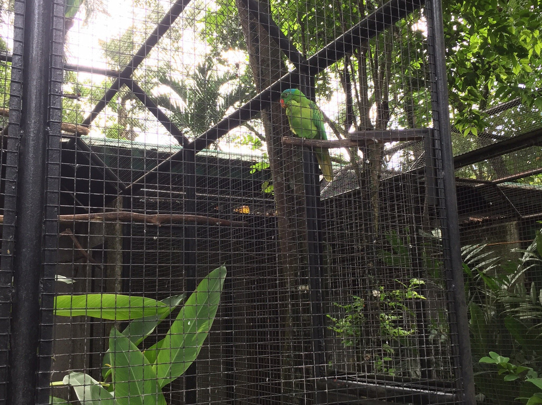 Negros Forest Park景点图片